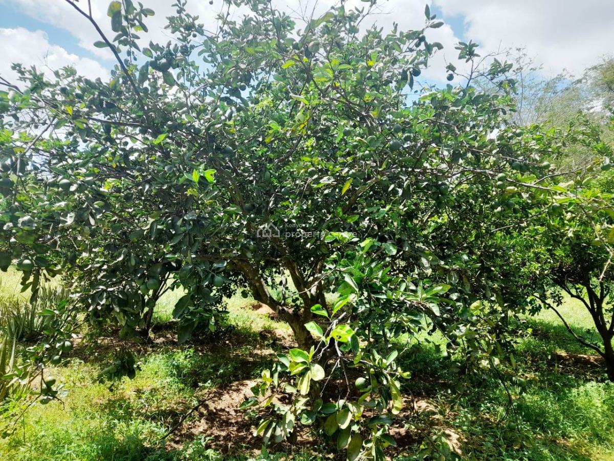 305-acre Farm Opportunity in Makueni County, Mtito Andei, Makindu, Makueni, Mixed-use Land for Sale