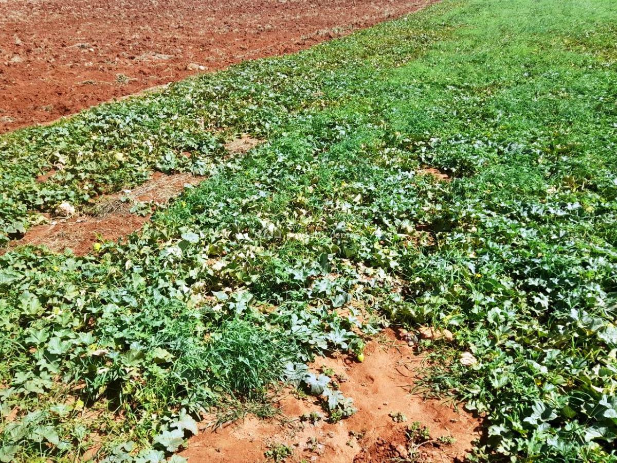 305-acre Farm Opportunity in Makueni County, Mtito Andei, Makindu, Makueni, Mixed-use Land for Sale