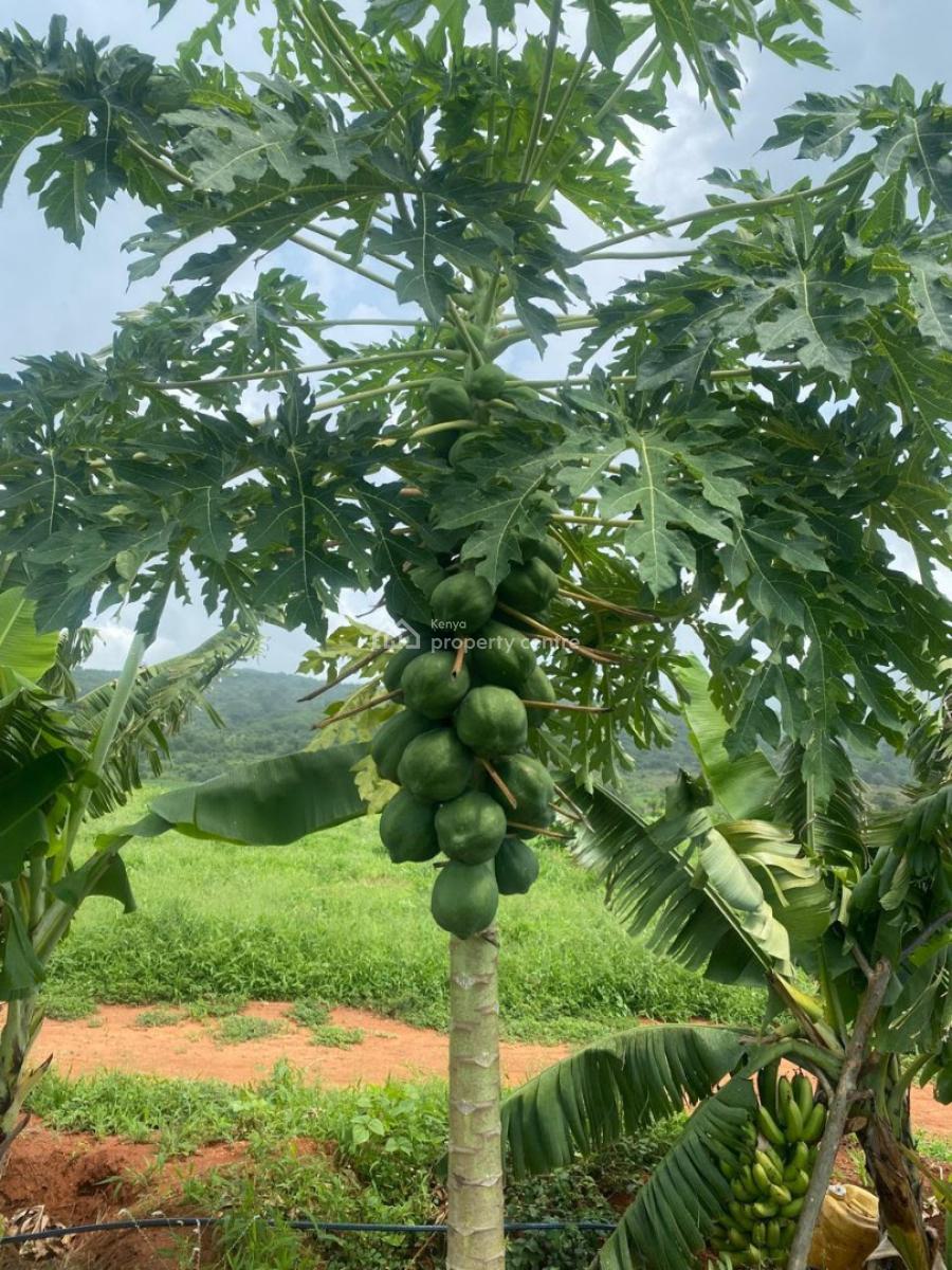 50-acre Agricultural Haven in Ishiara, Embu -- Perfect for Large-scale, Ishiara, Mbeere North, Mbeti North, Embu, Land for Sale