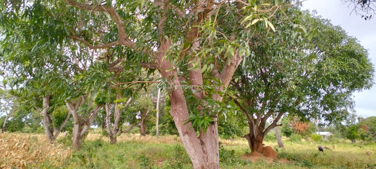 Prime 2.15 Acres in Gede with Mombasa Road Frontage -- ½ Acre  5m, Mombasa Rd Frontage, Watamu, Kilifi, Land for Sale