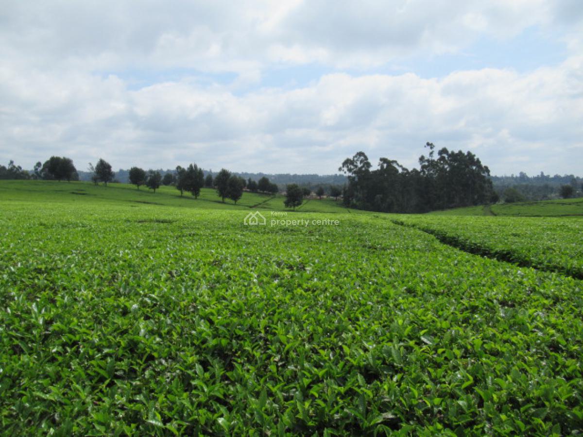 400 Acres of a Tea Farm, Off Kiambu Rd, Cianda, Kiambu, Land for Sale