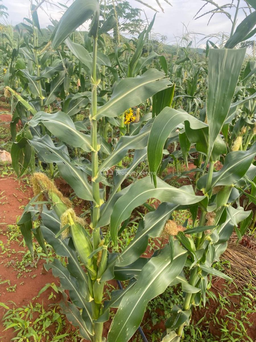 Prime 50 Acres Land for Farming Touching The River, Embu, Mbeere North, Gaturi North, Embu, Mixed-use Land for Sale