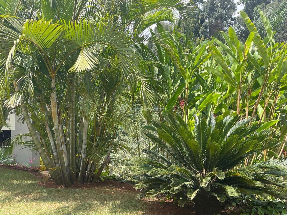 3 Bedroom Apartment with Dsq, Lower Kabete Road, Spring Valley, Nairobi, Apartment for Rent