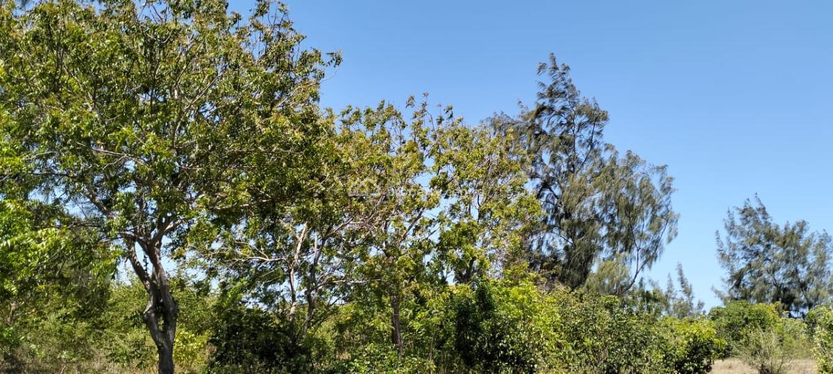 Premium 13-acres Land, Jacaranda, Watamu, Kilifi, Commercial Land for Rent