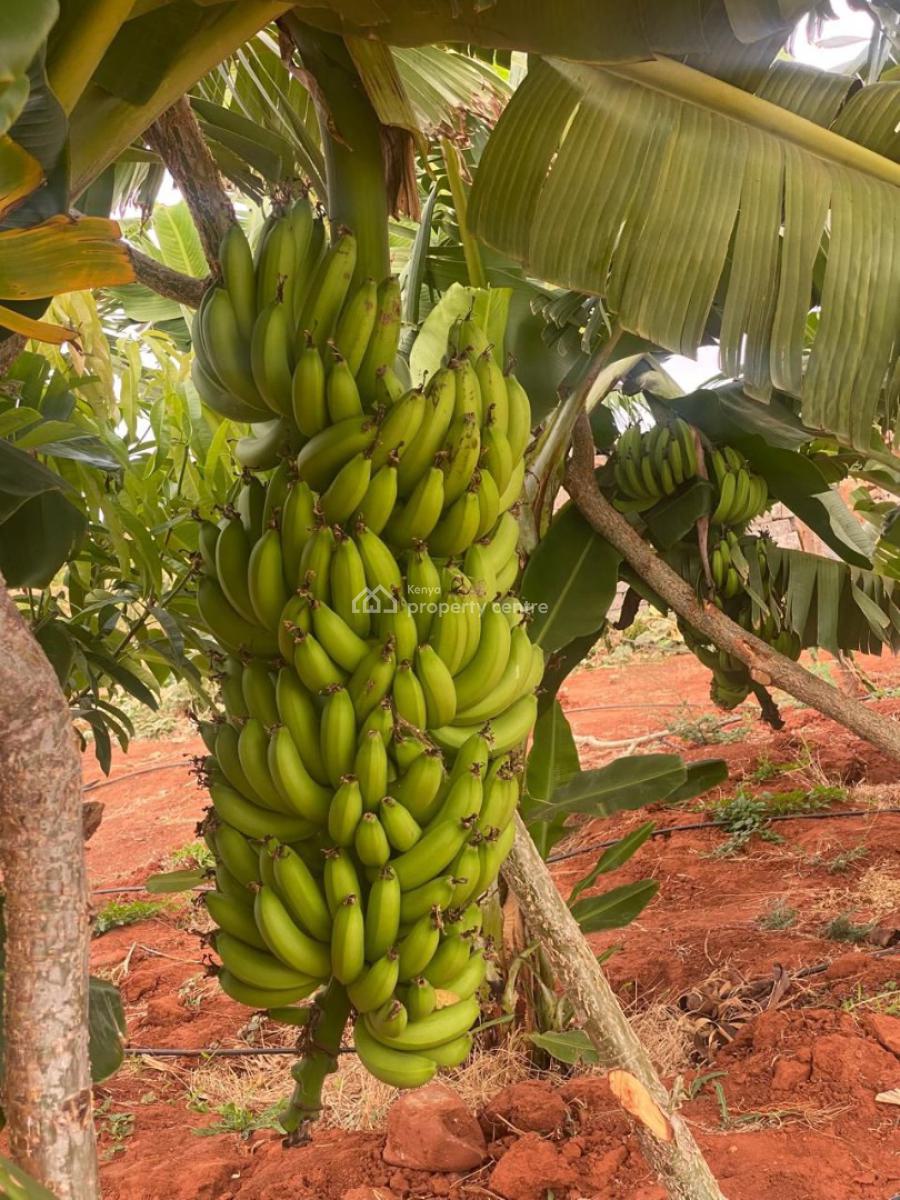 Perfect Fertile Farm Land Touching The River, Mbeere North, Embu, Mbeti North, Embu, Land for Sale
