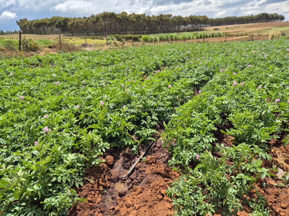 5 Acres Farm, Maritati, Timau, Meru, Land for Sale