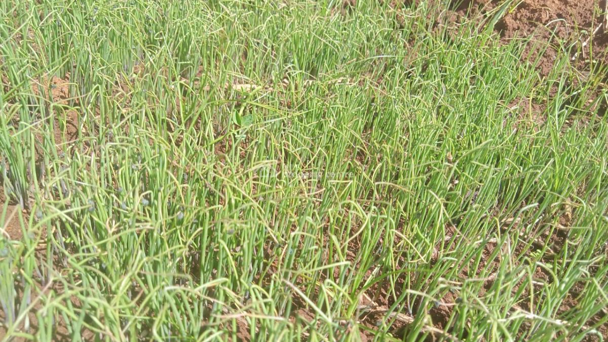 5 Acres Farm, Maritati, Timau, Meru, Land for Sale