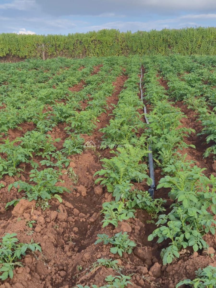 5 Acres Farm, Maritati, Timau, Meru, Land for Sale