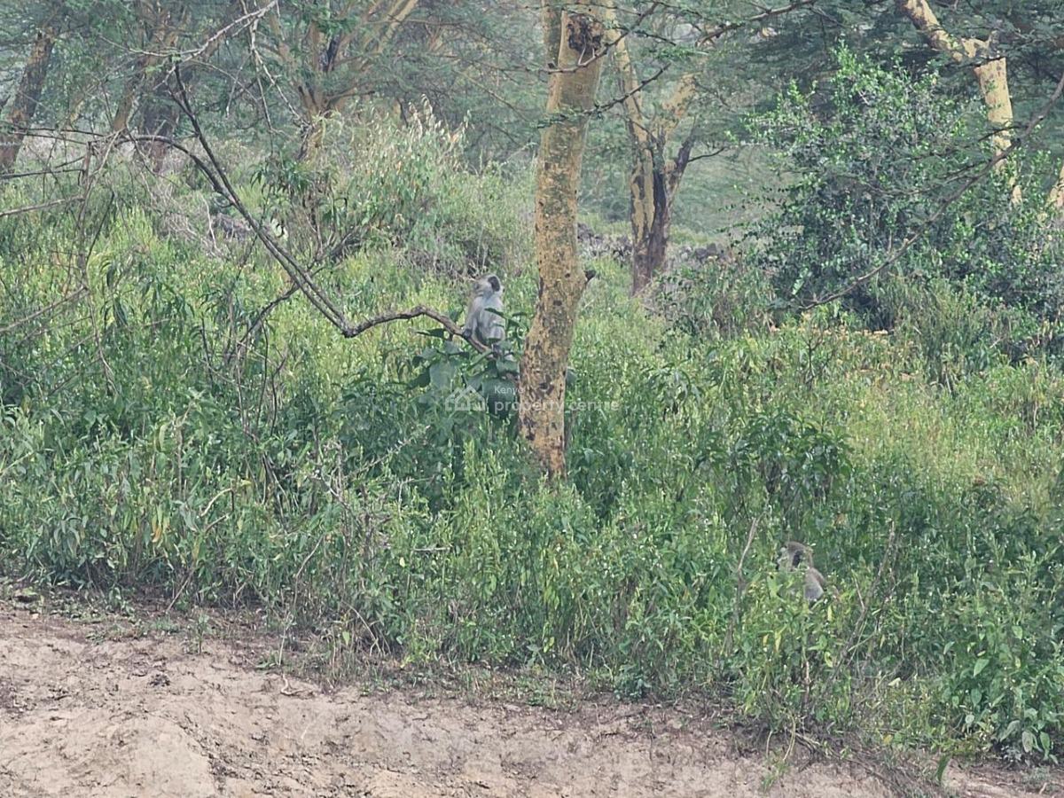 Exclusive 2-acre Investment Land, Elementeita Road, Gilgil, Nakuru, Land for Sale