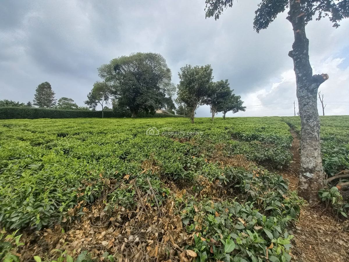 a Very Prime 9.5 Acres with Tea Leaves Plantation, Githunguri, Kiambu, Land for Sale