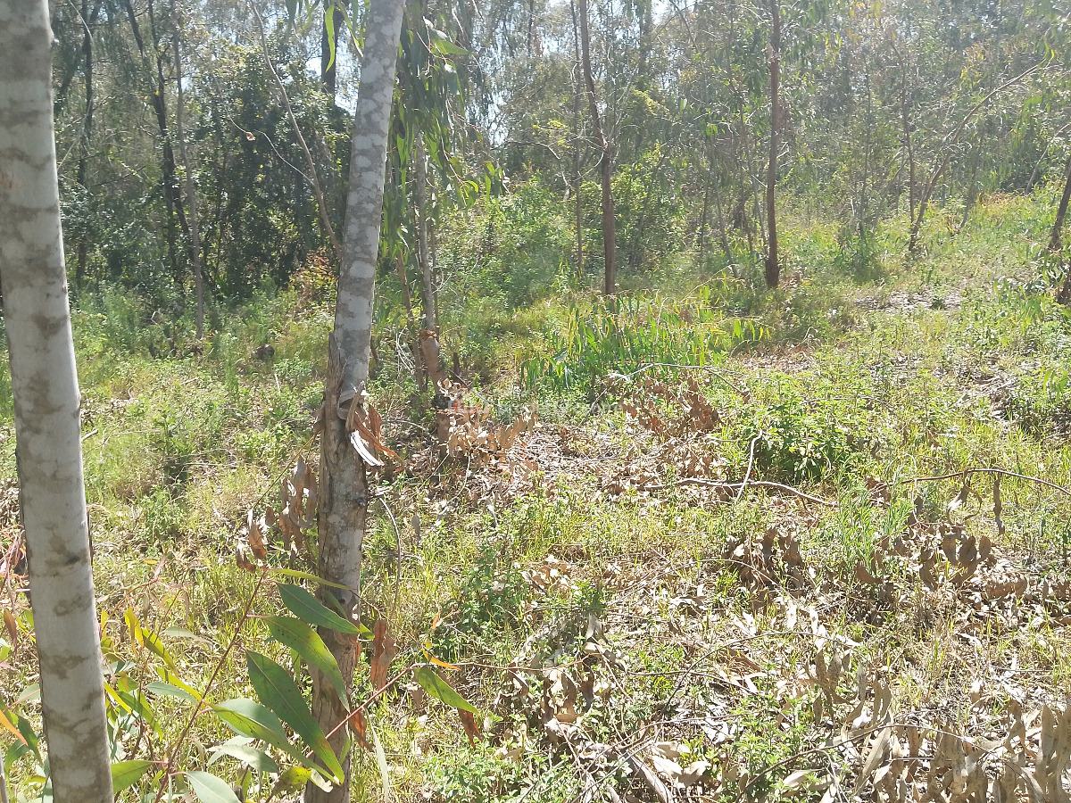 Half Acre Land, Karen Langata Road, Karen, Nairobi, Residential Land for Sale