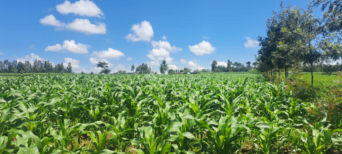 Prime Land, Njoro Nakuru Highway, Njoro, Nakuru, Mixed-use Land for Sale