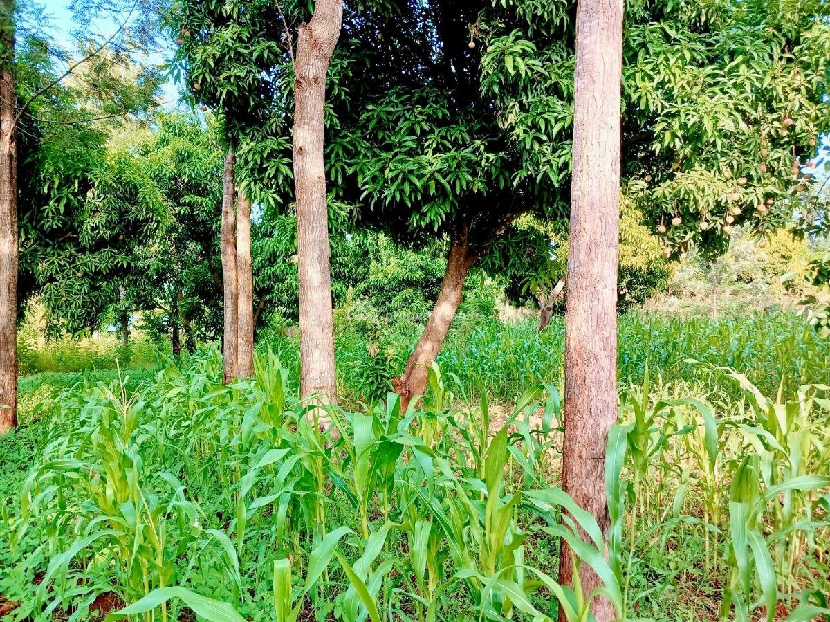 4 Acres  -- Magutu (olenaicho Conservancy), Magutu (olenaicho Conservancy), Nanyuki, Laikipia, Commercial Land for Sale