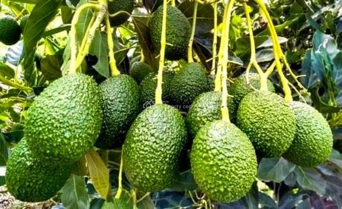 Gatundu South, Gatundu South, Ruiru, Kiambu, Commercial Land for Sale