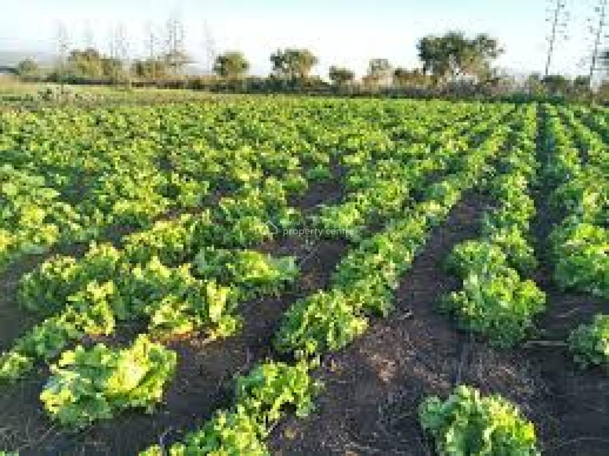 Maasai Echo Lodge Resort Hotel in Kajiado Town 190m The Lodge, Kajiado Town, Kitengela, Kajiado, Hotel / Guest House for Sale