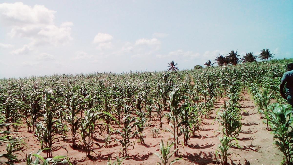 Exceptional 1 Acre 2nd Row Land in Chumani Kilifi, Chumani, Matsangoni, Kilifi, Land for Sale
