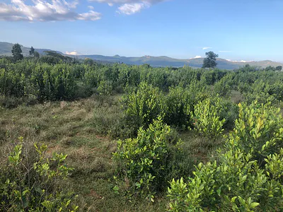 Upper Burguret.