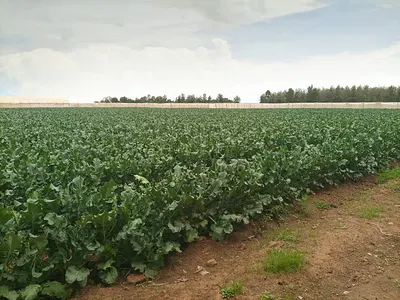 9 Acres