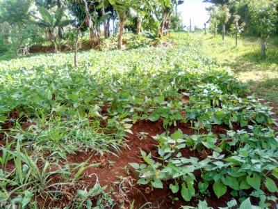 50x100 Feet Plots., Ruthimitu, Kikuyu, Kiambu, Residential Land for Sale