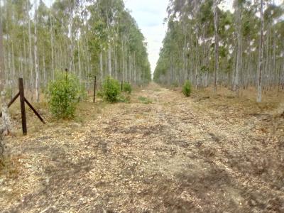 1/4 Acre Plots., Rangao., Ongata Rongai, Kajiado, Residential Land for Sale