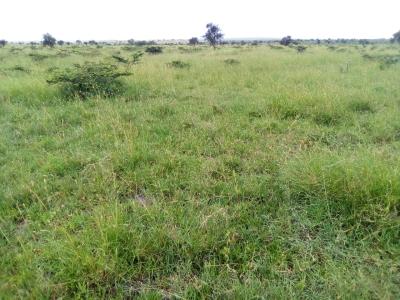 Prime Residential Plots, Acacia, Kitengela, Kajiado, Residential Land for Sale