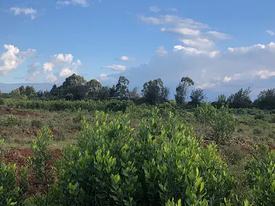 Land