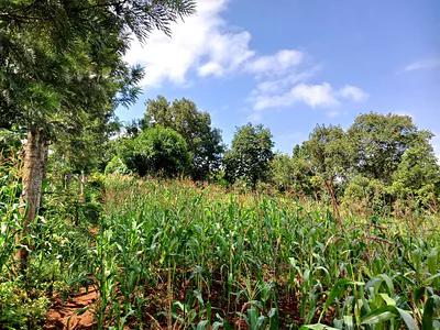 Land