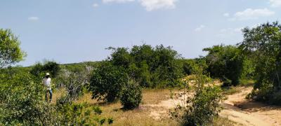 847‑acre Mulunguni Ranch for in Malindi -- Prime Agricultural Land, Mulunguni, Malindi Town, Kilifi, Mixed-use Land for Sale