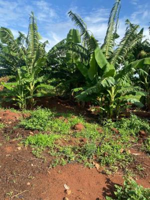 50-acre Agricultural Haven in Ishiara, Embu -- Perfect for Large-scale, Ishiara, Mbeere North, Mbeti North, Embu, Land for Sale