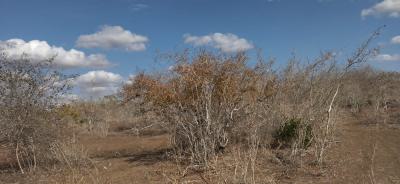 30 Acres in Malindi Adu Virgin Land, Adu, Malindi Town, Kilifi, Land for Sale