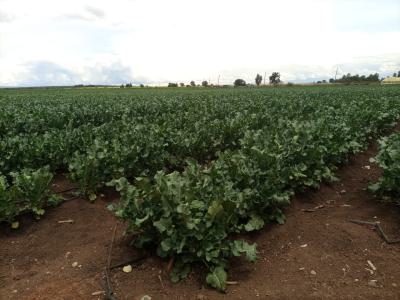 Muramati, Muramati, Nanyuki, Laikipia, Mixed-use Land for Sale