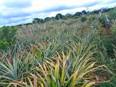 Diaspora Gardens, 4 Acre Block, Bagamoyo Highway, Malindi Town, Kilifi, Residential Land for Sale