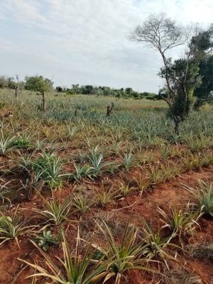 2 Acres Each, 2 Investors, 1 Big Opportunity, Bagamoyo, Malindi Town, Kilifi, Mixed-use Land for Sale