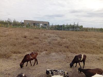 1/4 Acre for  in Kisaju, Kisaju, Kitengela, Kajiado, Land for Sale