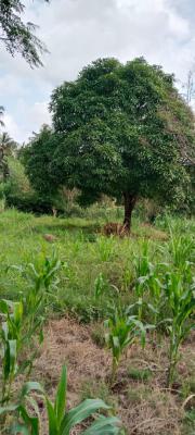 11 Acres Mavueni -- Riverfront Land- Kes 66m Powerwatertarmac Access, Mavueni, Mtwapa, Kilifi, Land for Sale
