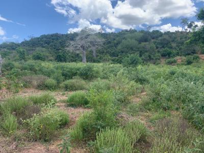 Prime 36-acre Land in Marafa, Malindi -- Kes 200,000 per Acre, Marafa, Malindi Town, Kilifi, Land for Sale