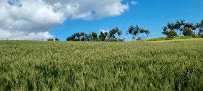 Farmland in Nyahururu, Muthengera, Gachuba, Nyandarua, Mixed-use Land for Sale