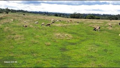 Agricultural Land Olkalou, Olkalou Gilgil Road, Esise, Nyandarua, Commercial Land for Sale