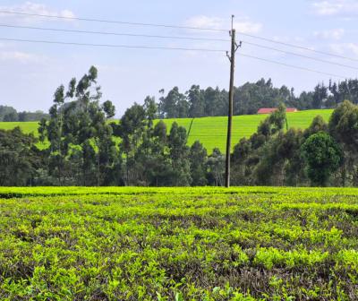 Prime Land  in Tigoni ,  Kiambu, Riara Ridge, Tigoni, Kiambu, Commercial Land for Sale
