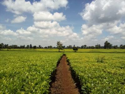 400 Acres of a Tea Farm, Off Kiambu Rd, Cianda, Kiambu, Land for Sale