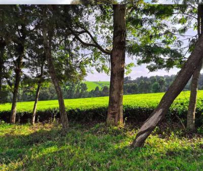Prime Land  in Riara Ridge, Tigoni, Tigoni, Tigoni, Kiambu, Mixed-use Land for Sale