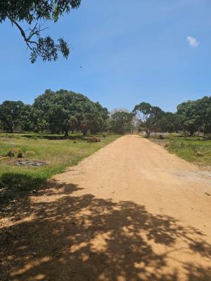 Quarter Acre Acre Piece of Land Kikambala, Kikambala, Mtwapa, Kilifi, Land for Sale