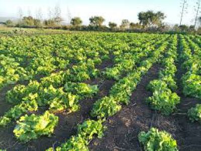 Maasai Echo Lodge Resort Hotel in Kajiado Town 190m, Kajiado Town, Kitengela, Kajiado, Hotel / Guest House for Sale
