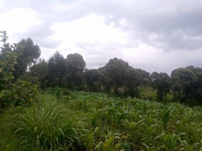 1/2 an Acre Naivasha  Ready Title Deed Price 1.8m 0718920450, Naivasha, Naivasha East, Nakuru, Mixed-use Land for Sale