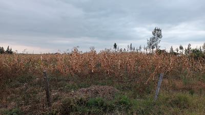 Plot, Koma, Kangundo Central, Machakos, Land for Sale