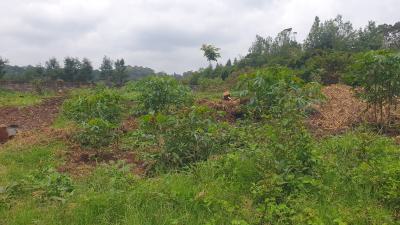 Prime ½-acre Plot with Ready Title Deed, Loresho Ridge, Loresho, Westlands, Nairobi, Land for Sale