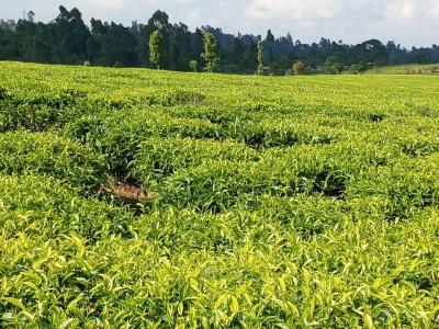 63-acres Producing Tea Farm, Ngorongo, Cianda, Kiambu, Land for Sale