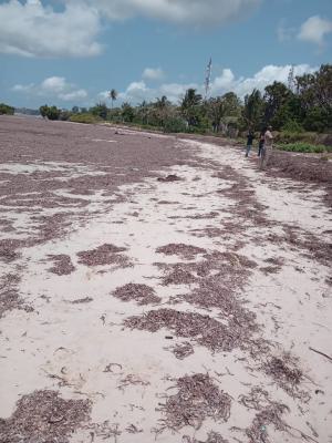 2 Acres Beach Property, Msambweni Kwale, Ukunda, Kwale, Mixed-use Land for Sale