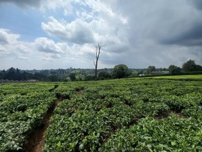a Very Prime 9.5 Acres with Tea Leaves Plantation, Githunguri, Kiambu, Land for Sale