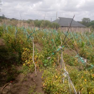 Prime Land for Development, Juja Farm Gikumari, Juja, Kiambu, Land for Sale